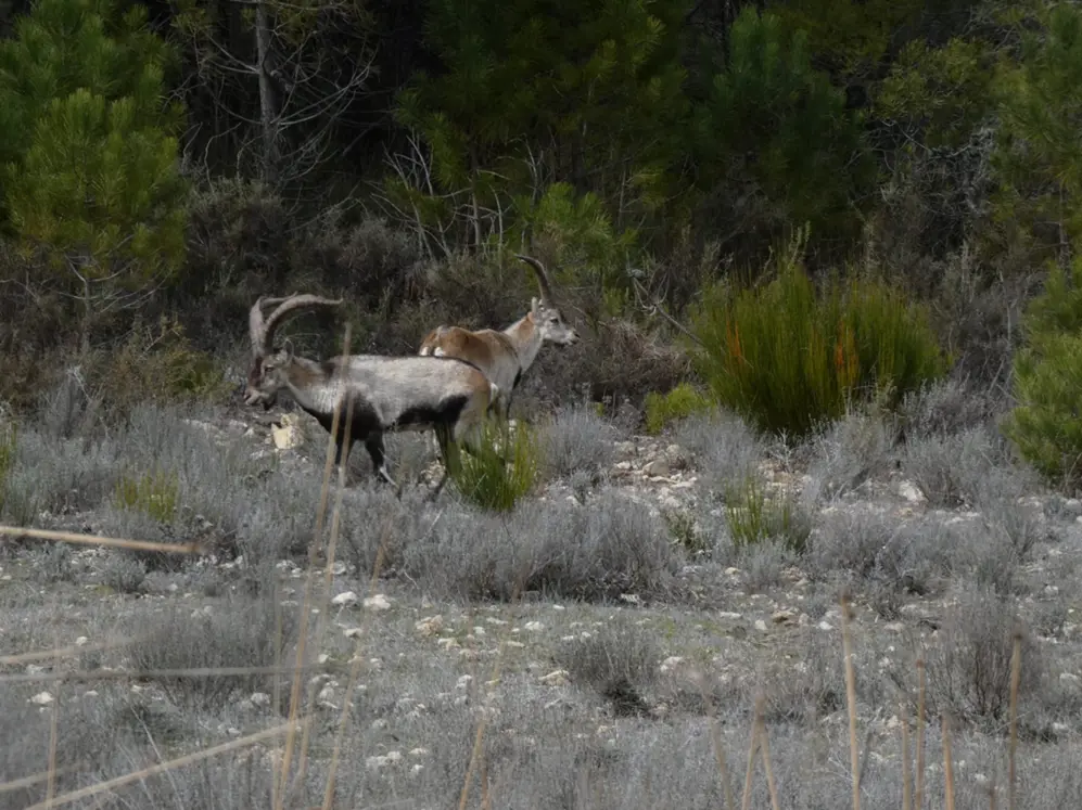 Cabras montesas en un entorno de sierra