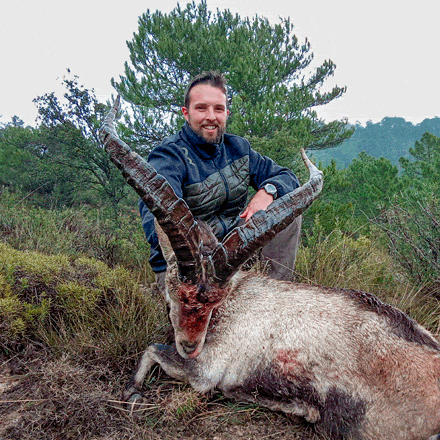Rececho de macho montés en España