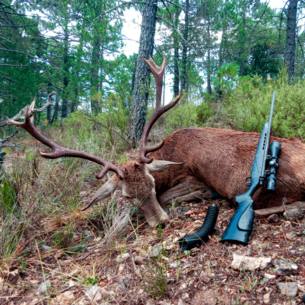 Rececho de venado en berrea