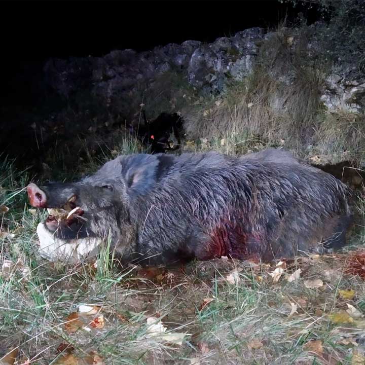 Puesto para esperas de jabalí