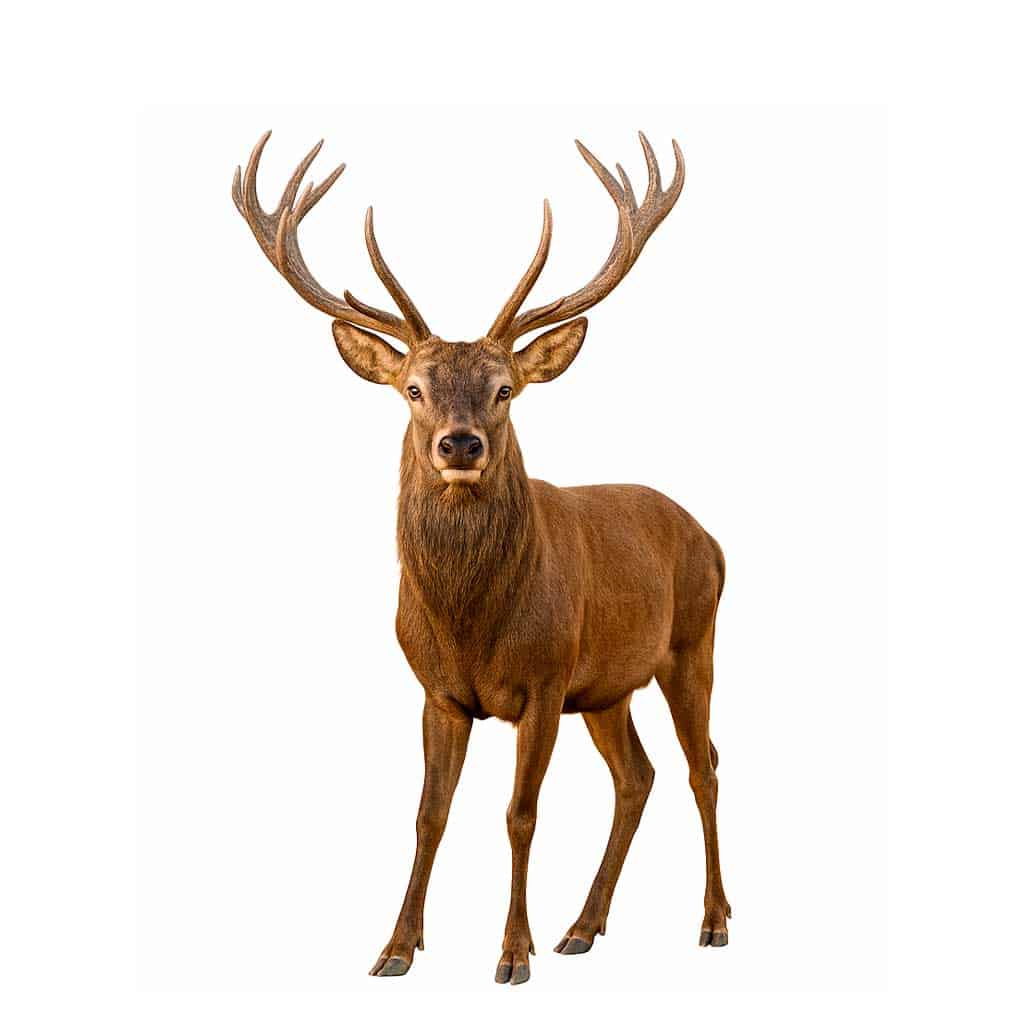 Recechos de venado
