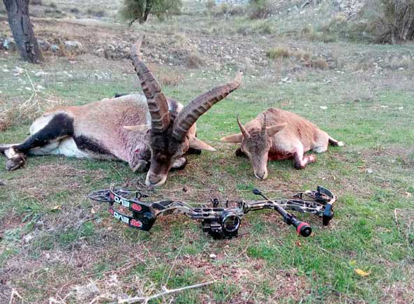 Caza con arco en España: recechos y esperas en Albacete