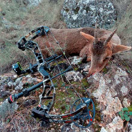 Caza con arco en puesto elevado en coto de Albacete