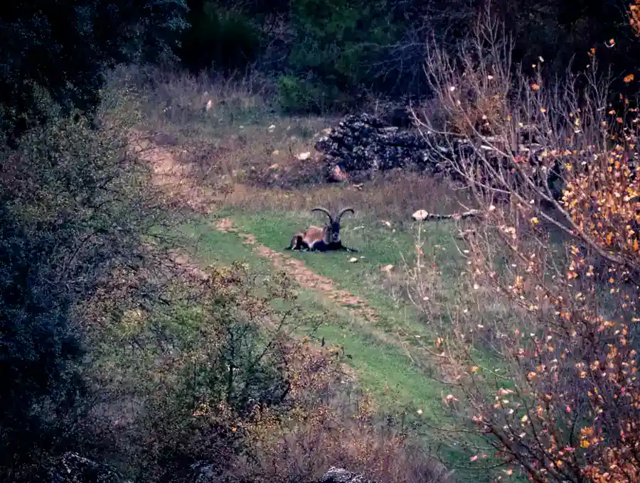 Macho montés en libertad en la Sierra de Albacete