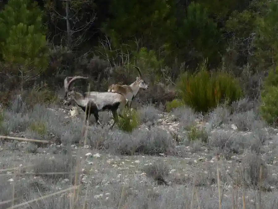 Machos monteses en libertad en la Sierra de Albacete