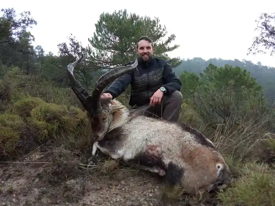 Ver vídeo del rececho de macho montés en Albacete