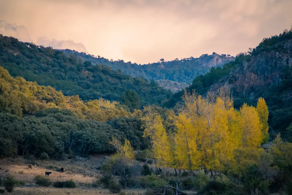 Wooded valley with rocky slopes