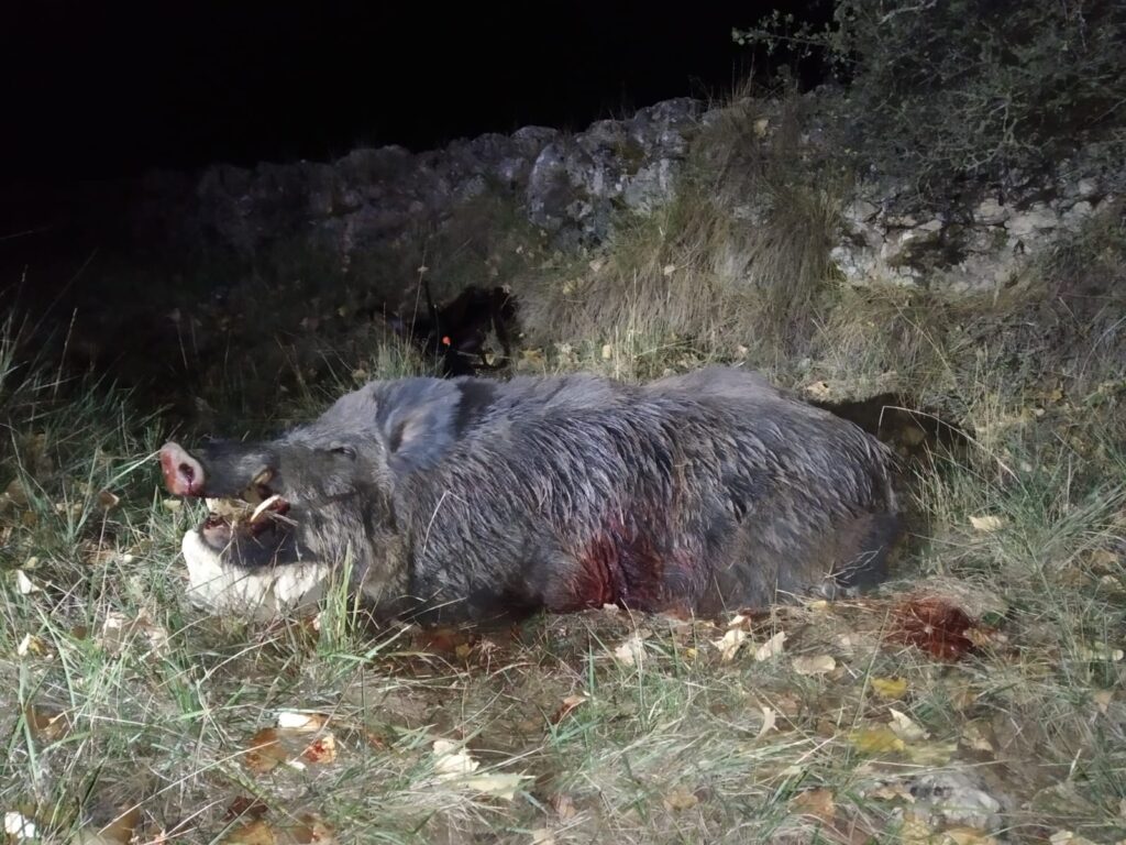 Galería de Hunting in Spain
