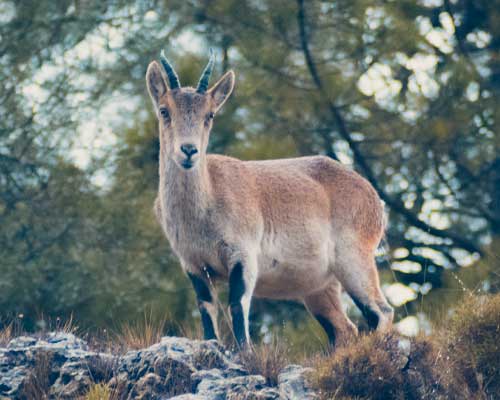 Galería de Hunting in Spain