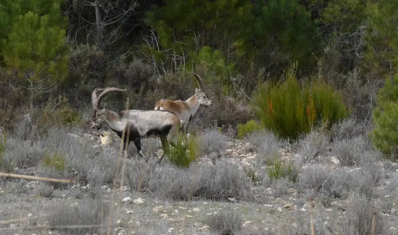 Dos machos monteses entre matorral y pinos en una ladera.