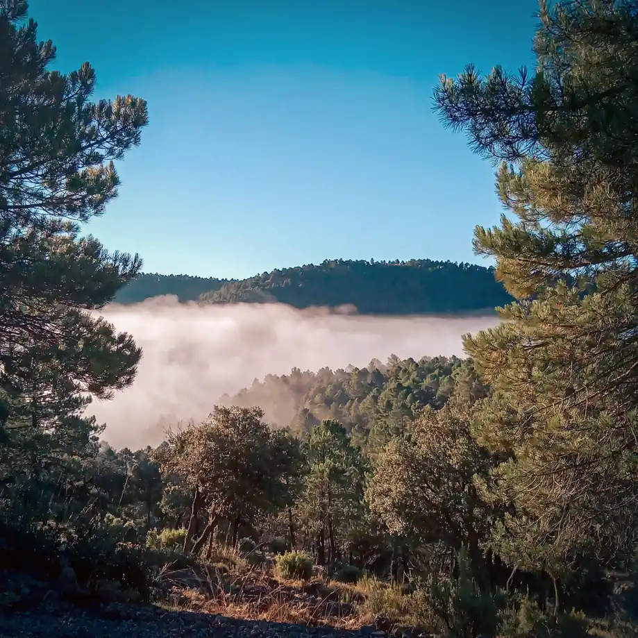 Bancos de niebla cubren un valle de montaña enmarcado por pinos.