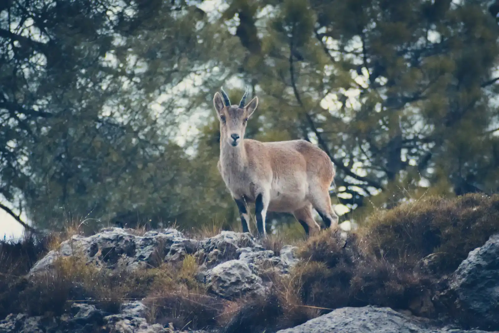 Cabra montés hembra · Sierra de Alcaraz