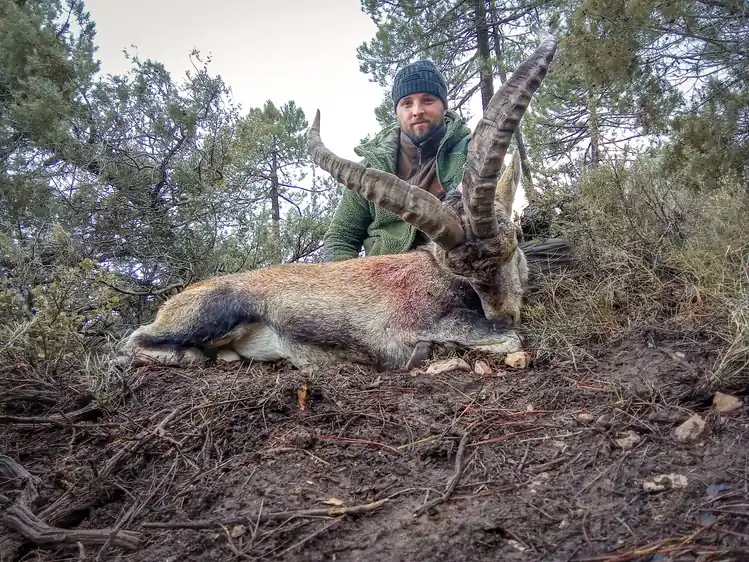 Cazador con gorro junto a un macho montés abatido entre pinos y matorral.